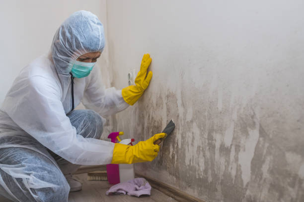 Best Toxic Mold Removal  in Nora Springs, IA