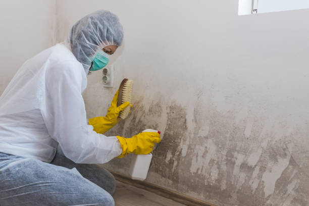Best Emergency Mold Removal  in Nora Springs, IA