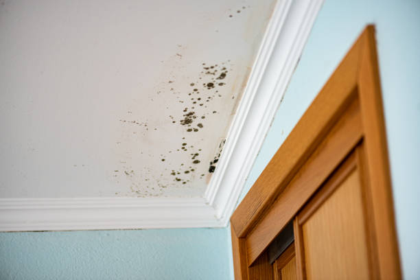 Best Same-Day Mold Removal  in Nora Springs, IA
