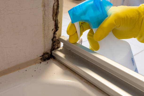Best Mold Remediation Experts  in Nora Springs, IA