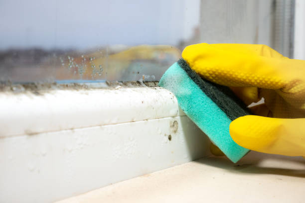 Best Mold Testing  in Nora Springs, IA