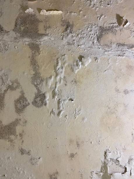 Best Emergency Mold Removal  in Nora Springs, IA