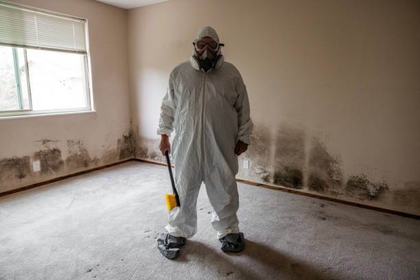Attic Mold Removal in Nora Springs, IA
